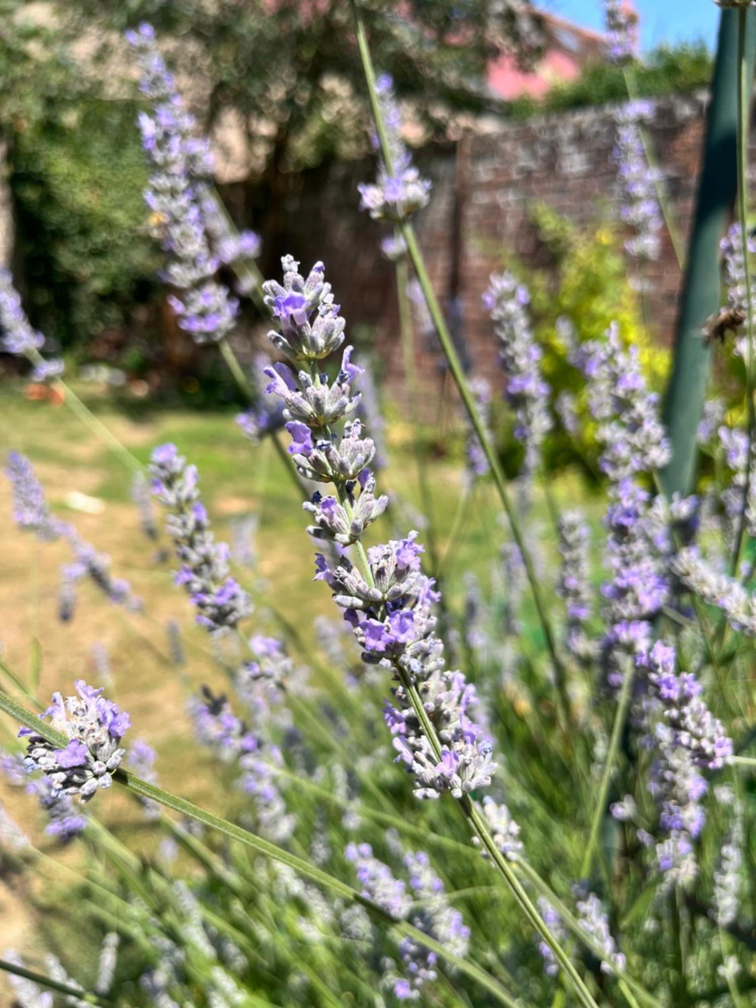 Maison Chaleureuse Avec Jardin - Pause Normande Sées Exterior foto